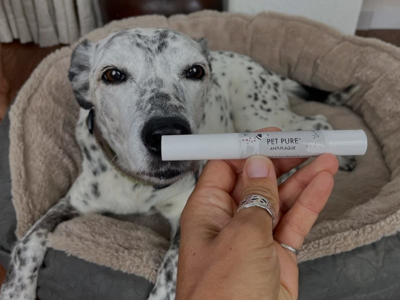 Dr. Brite's Pet Pure Line Receives Praise From PetKeen